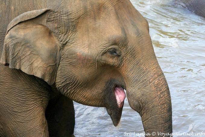 Elefante che tira la lingua, Pinnawela - Ceylon Sri Lanka