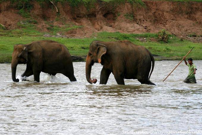 Proseguendo nel fiume dal portiere elefanti Pinnawela - Ceylon Sri Lanka