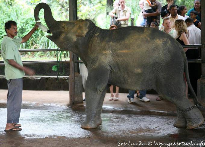 Bottiglia per l'elefante bambino alla scuola materna Pinnawela Elephant Orphanage - Ceylon Sri Lanka