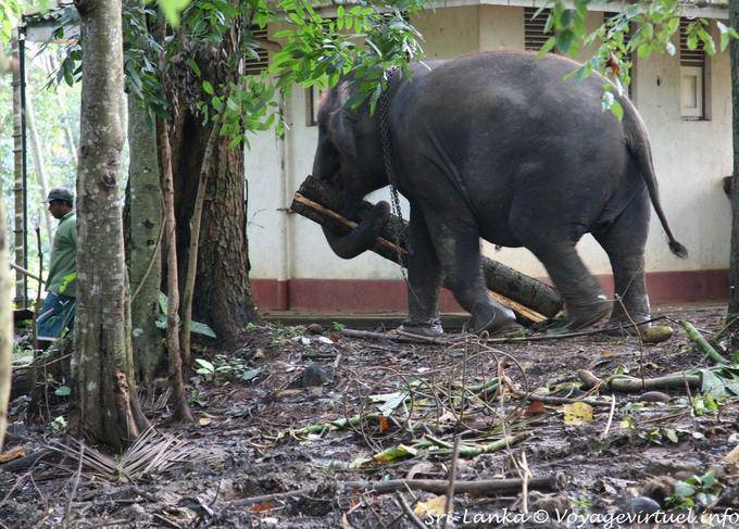 Portage tronco d'albero da un elefante asiatico, Pinnawela - Ceylon Sri Lanka