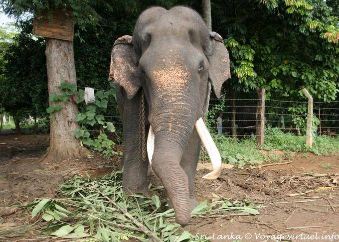 Vecchio maschio con le zanne d'avorio, Pinnawela Elephant Orphanage - Ceylon Sri Lanka