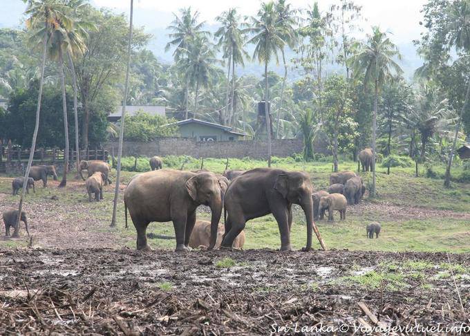 Pinnawela, elefante orfanotrofio fondato da Dipartimento di conservazione della fauna selvatica - Ceylon Sri Lanka