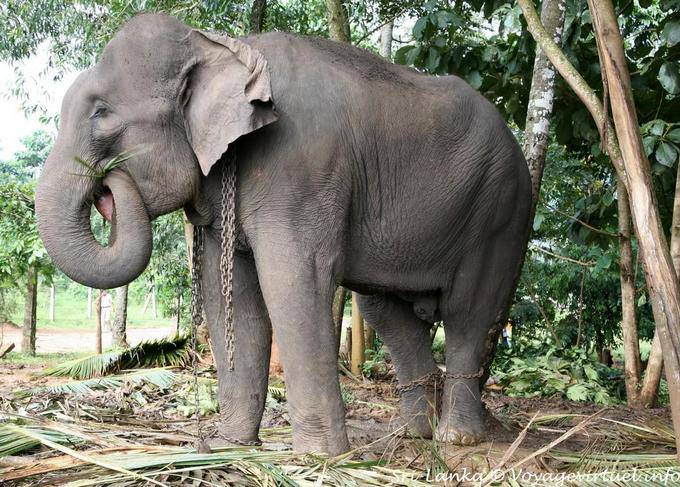 Grande elefante è nutriente foglie di palma, Pinnawela - Ceylon Sri Lanka