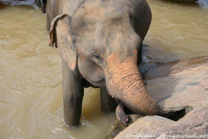 Pinnawela, un elefante che sbaglia di grosso - Ceylon Sri Lanka