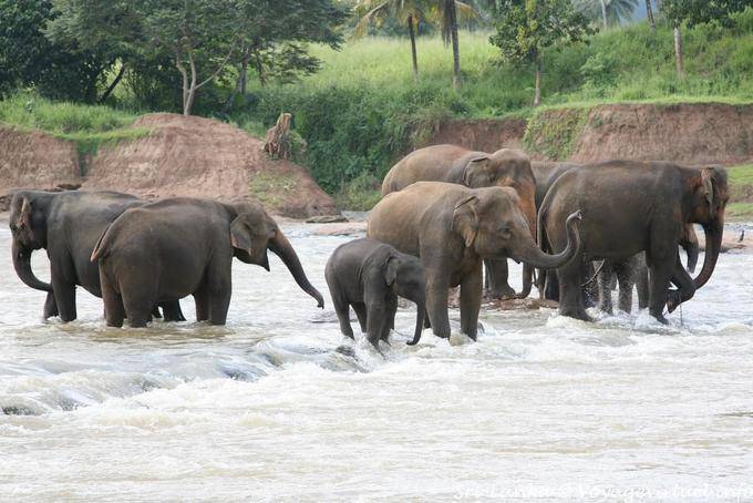 Mandria di elefanti nelle rapide del Maha Oya, Pinnawela - Ceylon Sri Lanka