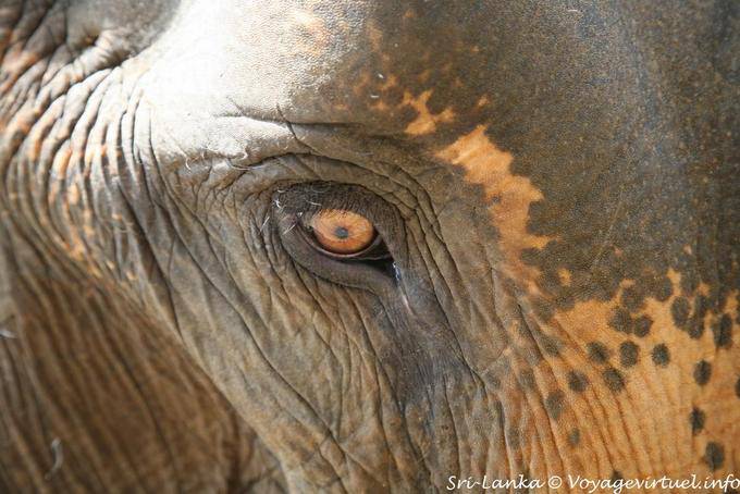 Indiano occhio Elephant close-up, Pinnawela - Ceylon Sri Lanka