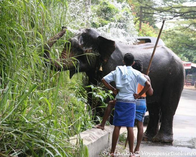Irrigazione elefante è con la sua proboscide lungo la strada, Pinnawela - Ceylon Sri Lanka