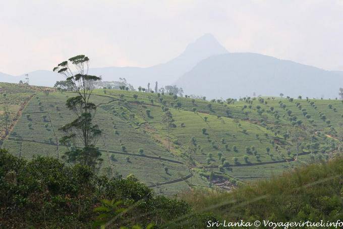 Hill progettata da piantagioni di tè - Ceylon Sri Lanka