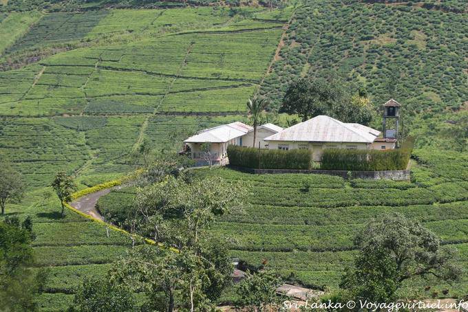 Tea Factory, Central Province - Ceylon Sri Lanka