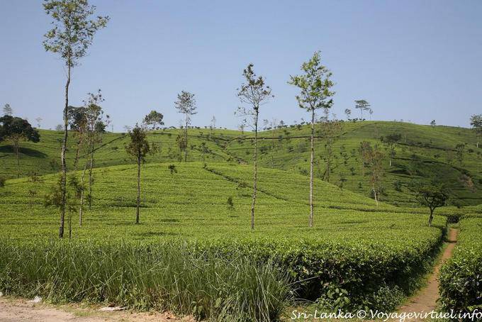 Piantagione di tè paesaggio intorno a Hatton - Ceylon Sri Lanka