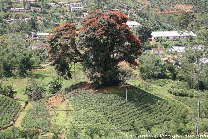 Bella fiammeggiante su una collinetta, Kalugala - Ceylon Sri Lanka