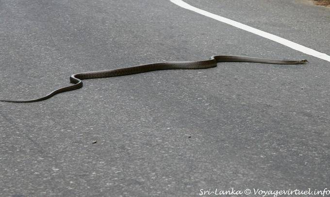 Serpente attraversano la strada per Kalugala - Ceylon Sri Lanka