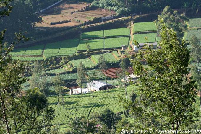 Disposizione geometrica delle piantagioni di tè, Nanuoya - Ceylon Sri Lanka