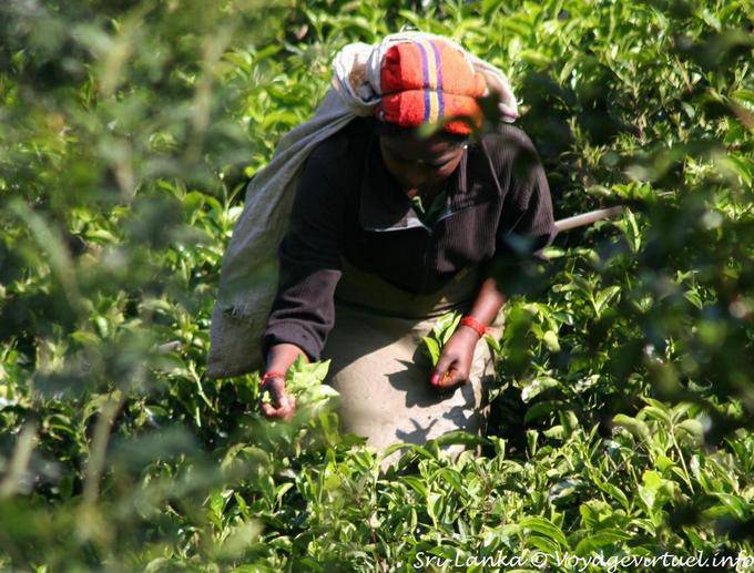 Tè mano picking, Radella Breve tratto di strada taglio - Ceylon Sri Lanka