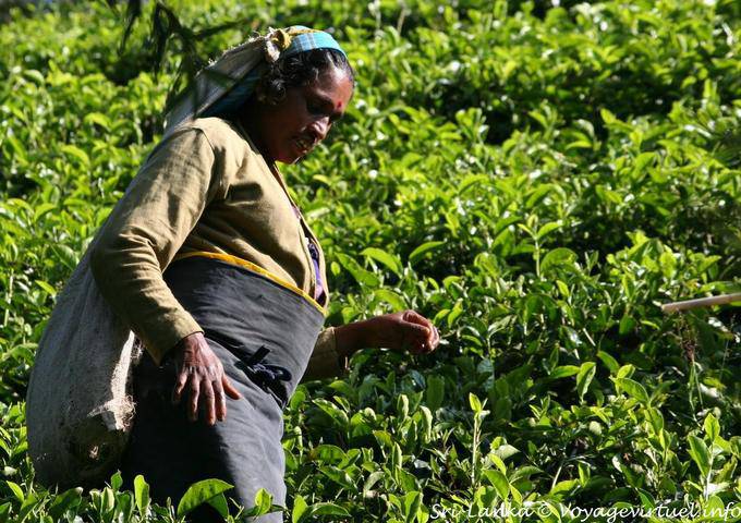 Attrezzature per il tè picker, Radella Breve tratto di strada tagliata - Ceylon Sri Lanka
