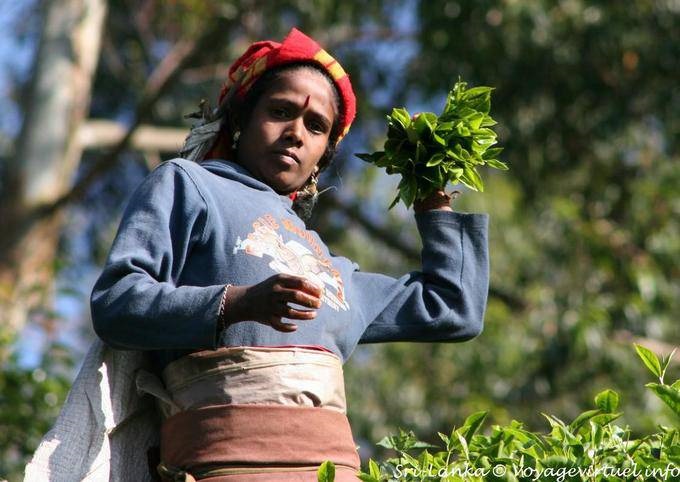 Riempiendo Tea picker sua borsa, Radella Breve tratto di strada tagliata - Ceylon Sri Lanka