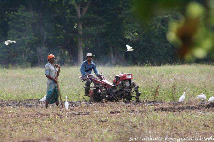 Lavoro intorno Habarana - Ceylon Sri Lanka