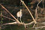 Heron sguardo, mangrovia Bentota, Ceylon Sri Lanka.