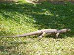 Varan (Varani) giro, Beruwela, Ceylon Sri Lanka.