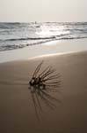 Ombra di Beruwela spiaggia di sera, Ceylon Sri Lanka.