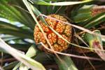 Original Fruit Beruwela, Ceylon Sri Lanka.