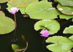 Lotus nello stagno di fronte alle grotte del Tempio d'Oro, Dambulla, Ceylon Sri Lanka.