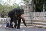 Elefante e il suo mahout, poi partecipando alla festa del Perahera, Kandy, Ceylon Sri Lanka.