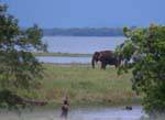 Elefante nel Parco Nazionale del Kaudulla, via Medirigiriya, Ceylon Sri Lanka.