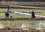 Gli agricoltori che operano in un campo di riso, Nalanda, Ceylon Sri Lanka.