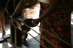 Fibre del ripieno di cocco utilizzati per fare corde, Nalanda, Ceylon Sri Lanka.