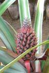 Infruttescenza Ananas, Spice Garden Nalanda, Ceylon Sri Lanka.
