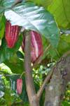 Fave di cacao in un albero di cacao o di Theobroma cacao, spezie giardino, Nalanda, Ceylon Sri Lanka.