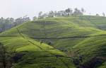 Geometria nel paesaggio delle piantagioni di tè, Nuwara Eliya, Ceylon Sri Lanka.