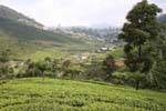 Panorama da altezze che arrivano a Nuwara Eliya, Ceylon Sri Lanka.