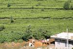 Alloggiamenti dei lavoratori in mezzo a piantagioni di tutto Nuwara Eliya, Ceylon Sri Lanka.