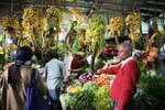 Grappoli di banane, Mercato Nuwara Eliya, Ceylon Sri Lanka.