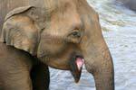 Elefante che tira la lingua, Pinnawela, Ceylon Sri Lanka.