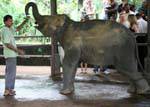Bottiglia per l'elefante bambino alla scuola materna Pinnawela Elephant Orphanage, Ceylon Sri Lanka.