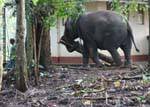 Portage tronco d'albero da un elefante asiatico, Pinnawela, Ceylon Sri Lanka.
