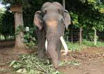 Vecchio maschio con le zanne d'avorio, Pinnawela Elephant Orphanage, Ceylon Sri Lanka.