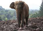 Pinnawela, elefanti selvatici che vivono per lo più in semi-libertà, Ceylon Sri Lanka.
