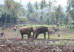 Pinnawela, elefante orfanotrofio fondato da Dipartimento di conservazione della fauna selvatica, Ceylon Sri Lanka.