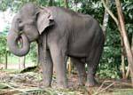 Grande elefante è nutriente foglie di palma, Pinnawela, Ceylon Sri Lanka.