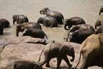 Elefante del bambino nella mandria di andare al fiume, Pinnawela, Ceylon Sri Lanka.