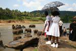 Schoolgirls vestito di bianco ammirando gli elefanti bath Pinnawela, Ceylon Sri Lanka.