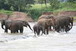 Mandria di elefanti nelle rapide del Maha Oya, Pinnawela, Ceylon Sri Lanka.