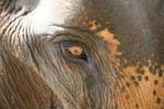 Indiano occhio Elephant close-up, Pinnawela, Ceylon Sri Lanka.