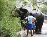 Irrigazione elefante è con la sua proboscide lungo la strada, Pinnawela, Ceylon Sri Lanka.