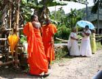 Zafferano monaci vestiti di e monache, Kitulgala, Ceylon Sri Lanka.
