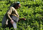 Attrezzature per il tè picker, Radella Breve tratto di strada tagliata, Ceylon Sri Lanka.